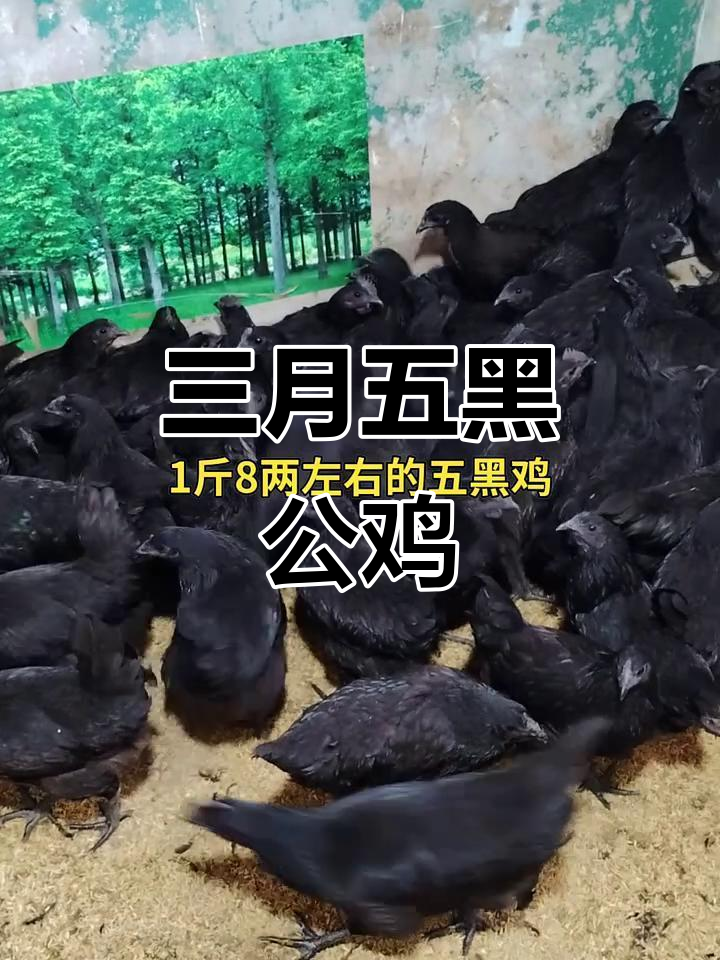 五黑公鸡三个月,已达一斤八两,适合全国各地养殖