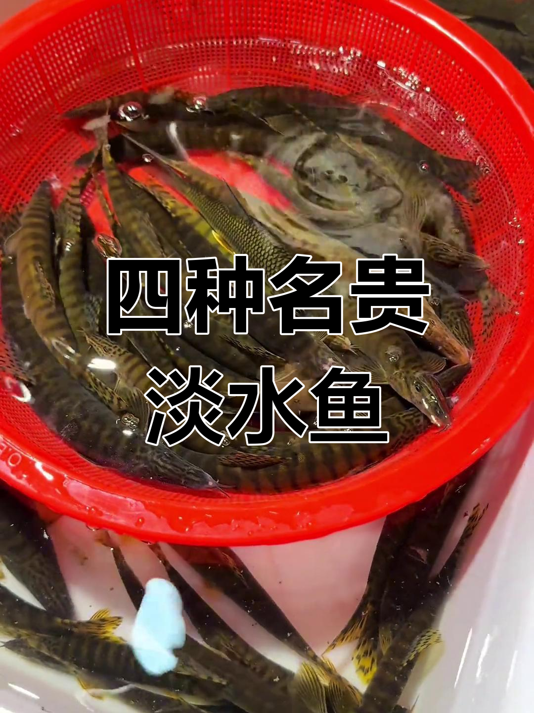 贵州深山四种珍稀淡水鱼,你尝过吗?