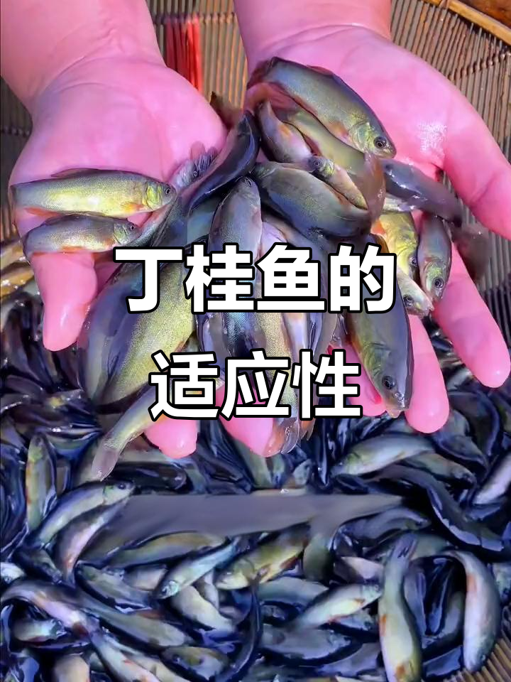 丁桂鱼适应性强,水质要求低,养殖轻松无忧