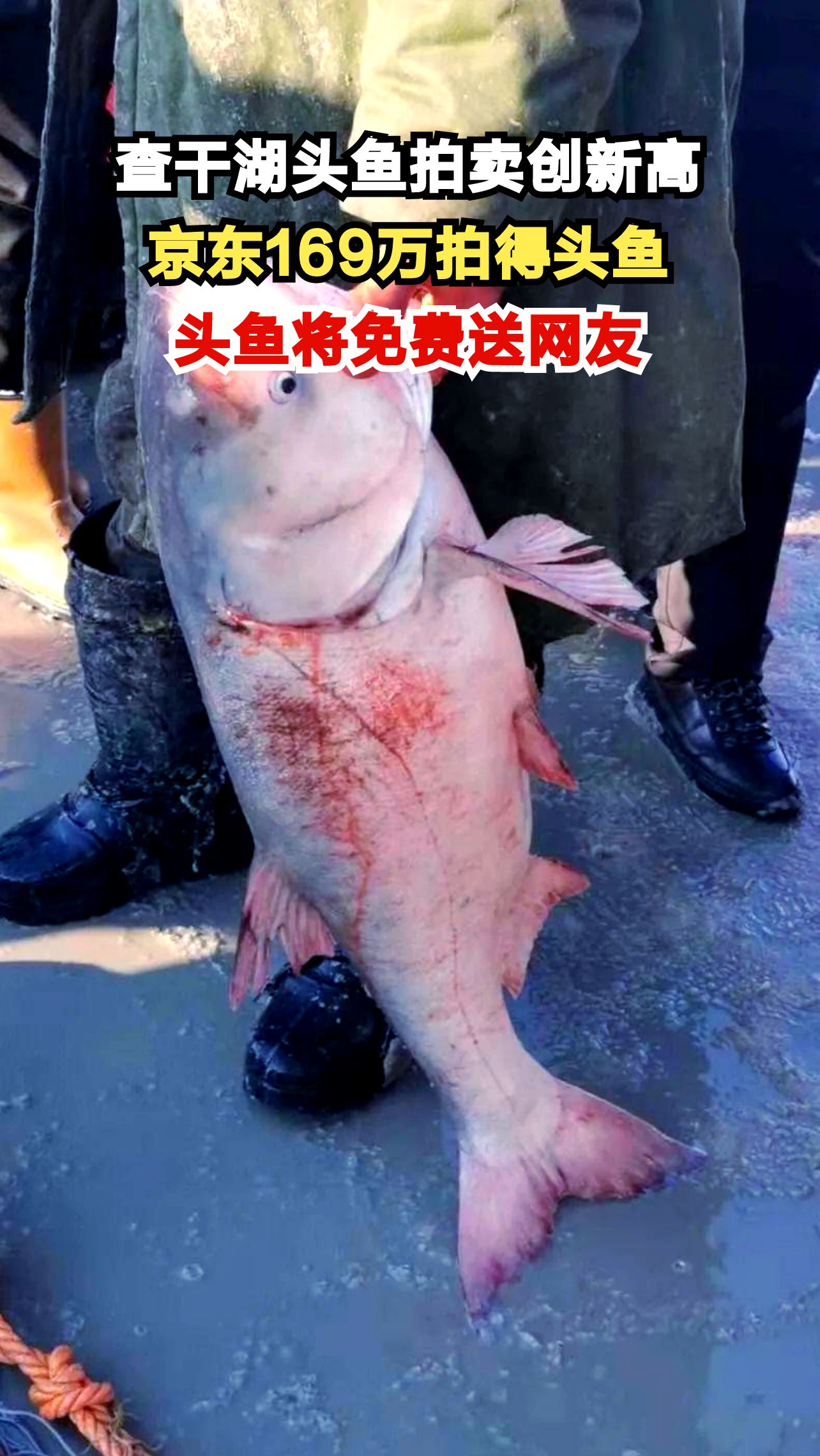 查干湖头鱼拍卖169万天价！京东拍得后将如何处置？