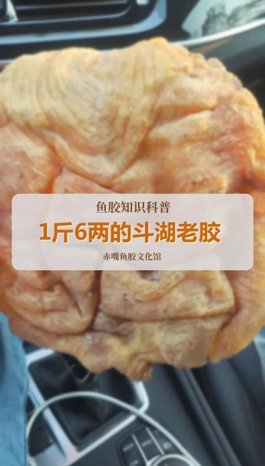 非洲斗湖老胶,罕见巨物!