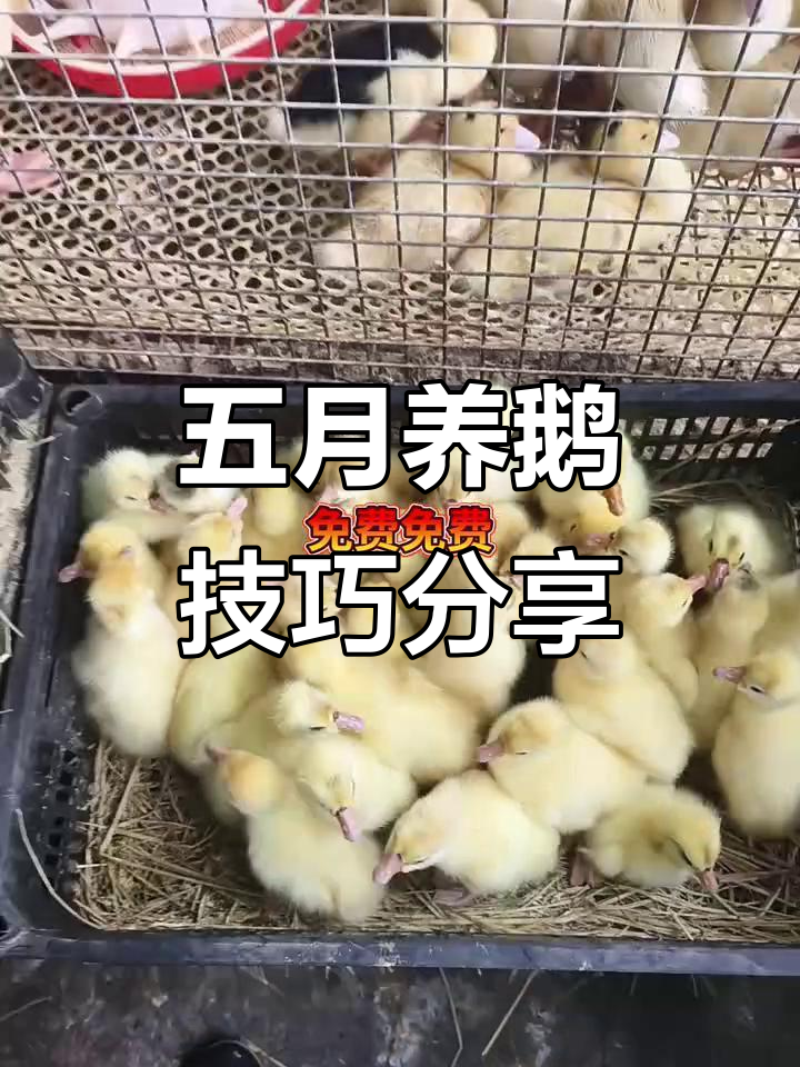 鹅鸭养殖技术大揭秘,五月二十日新鲜货源一览