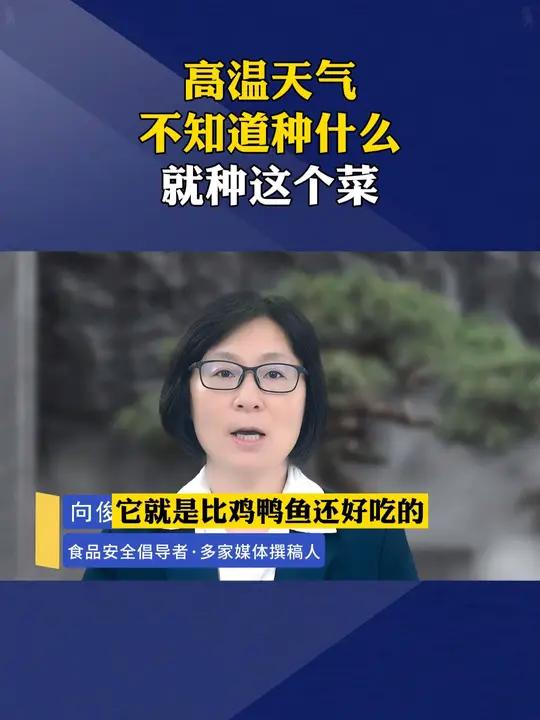 这是一款种植简单,非常适合阳台小院的紫罗兰青菜 蔬菜种子 家庭种植 阳台小院皆可种植