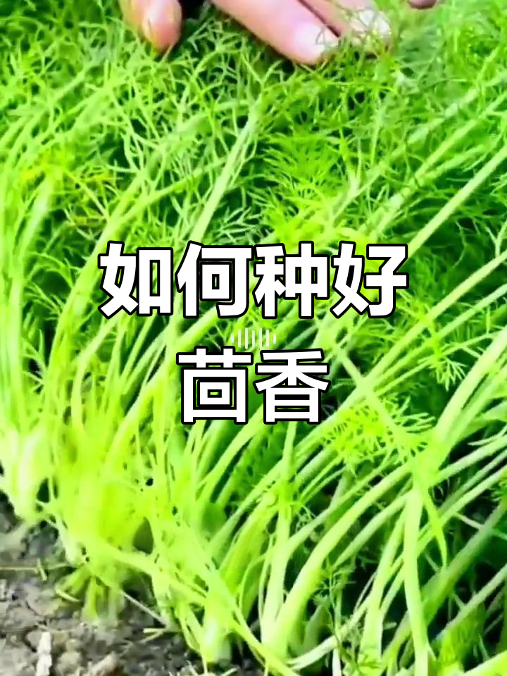 茴香种植全攻略,轻松学会!