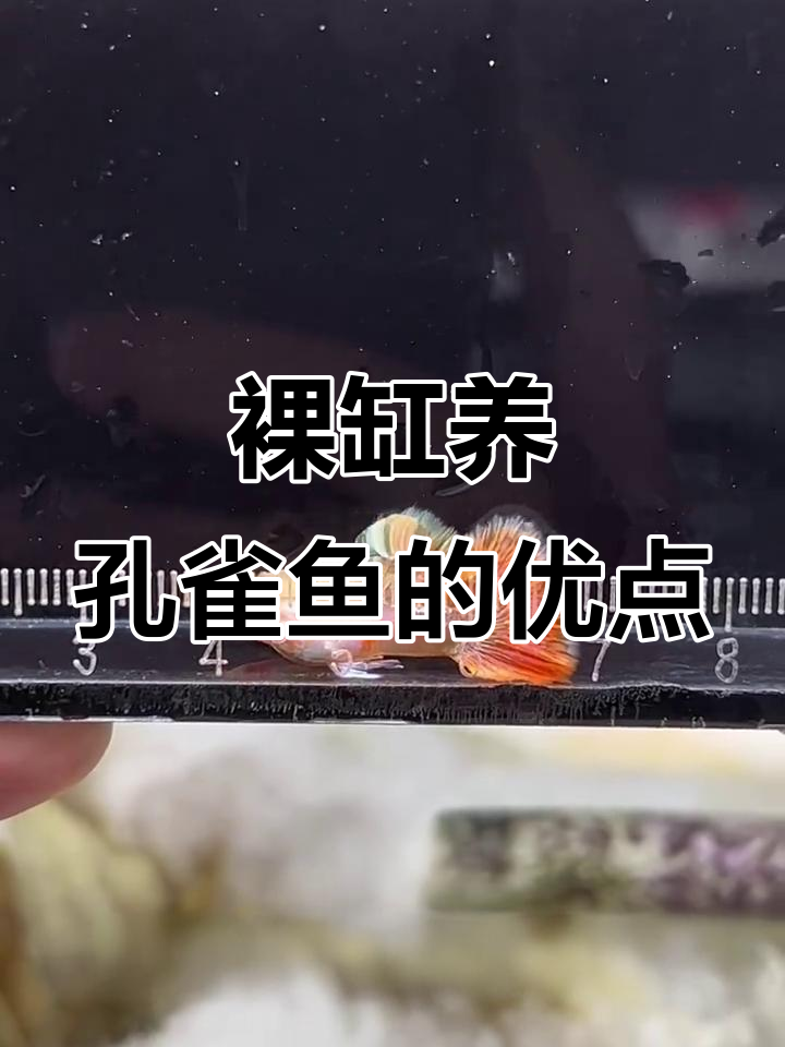 裸缸养孔雀鱼,水质稳定又安全