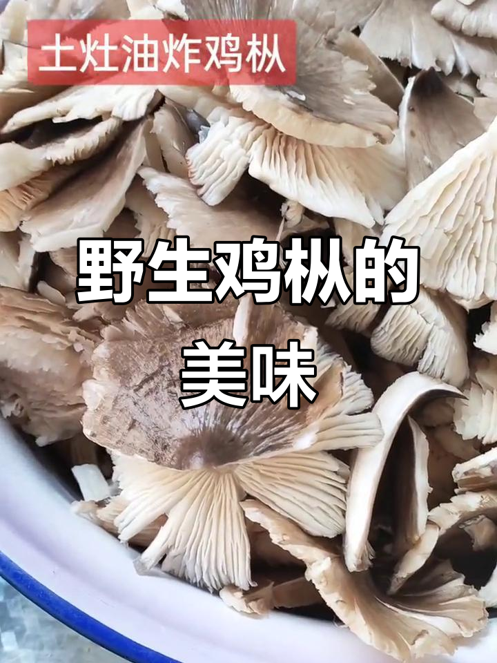家乡的野生鸡枞,大自然的馈赠与美味