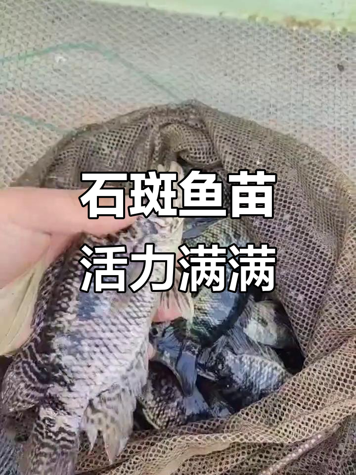 淡水石斑鱼苗:一只只活泼的小生命