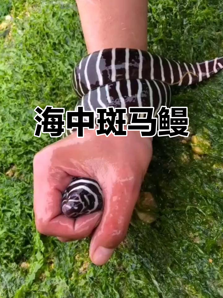 斑马鳗:海里最滑的鱼,抓它简直不可能