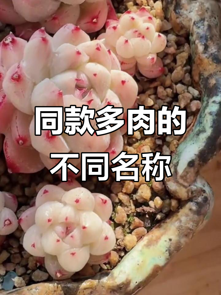 多肉植物名字大揭秘,同款不同名你中意哪个?