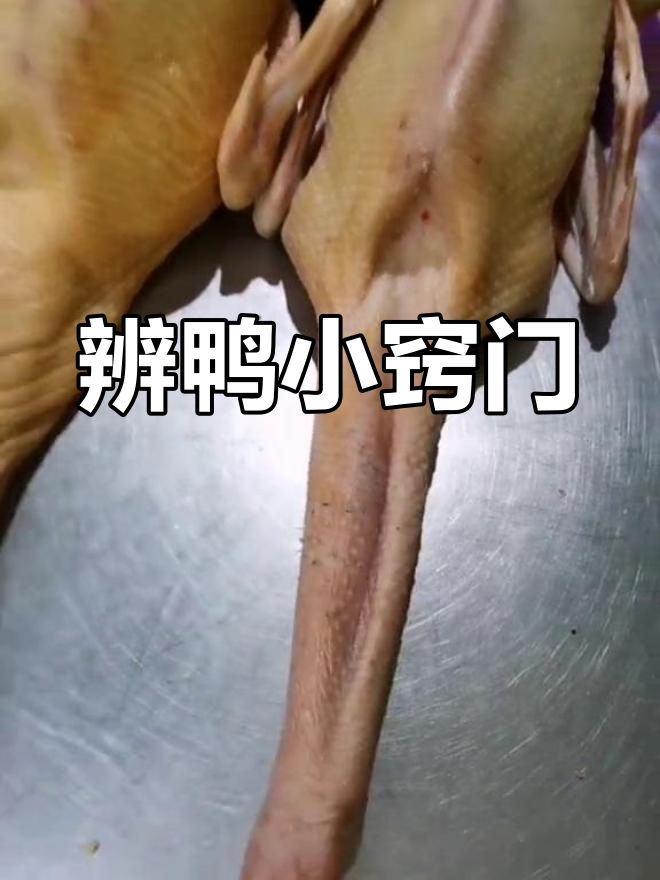 如何辨别老鸭与嫩鸭?掌握技巧,轻松分辨!