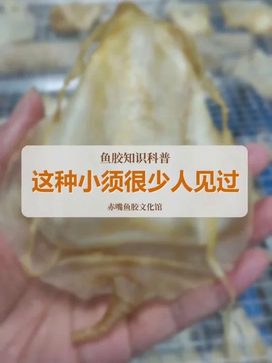 这种小须鱼胶你见过吗?