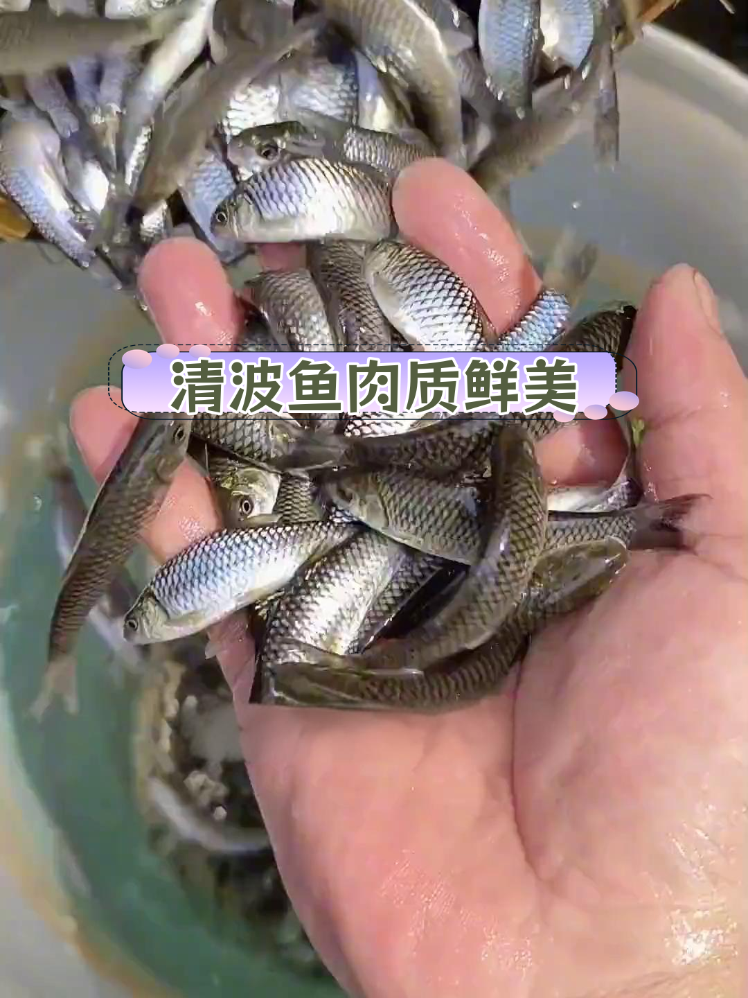 青波鱼:草食性鱼类,最大能长30斤