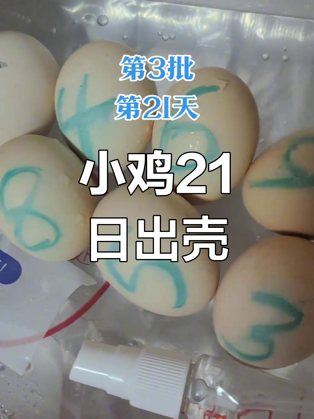 人工孵化小鸡21天,终于出壳了!