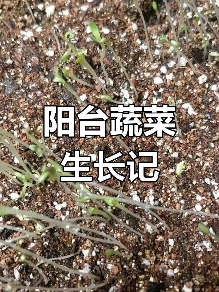 油麦菜长得快,苋菜刚发芽