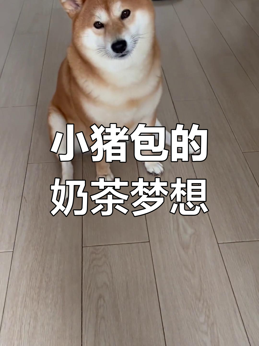 小猪包不想吃饭,只想喝奶茶吃炸鸡,萌宠日常太治愈了