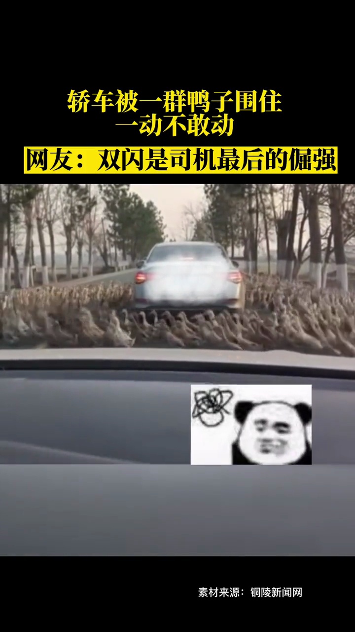 轿车被一群鸭子围住 一动不敢动 网友:双闪是司机最后的倔强素材来源:铜陵新闻网 海报新闻
