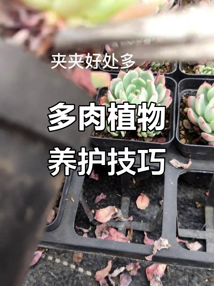 多肉植物养护秘籍:浇水、移栽全攻略,避免黑腐化水