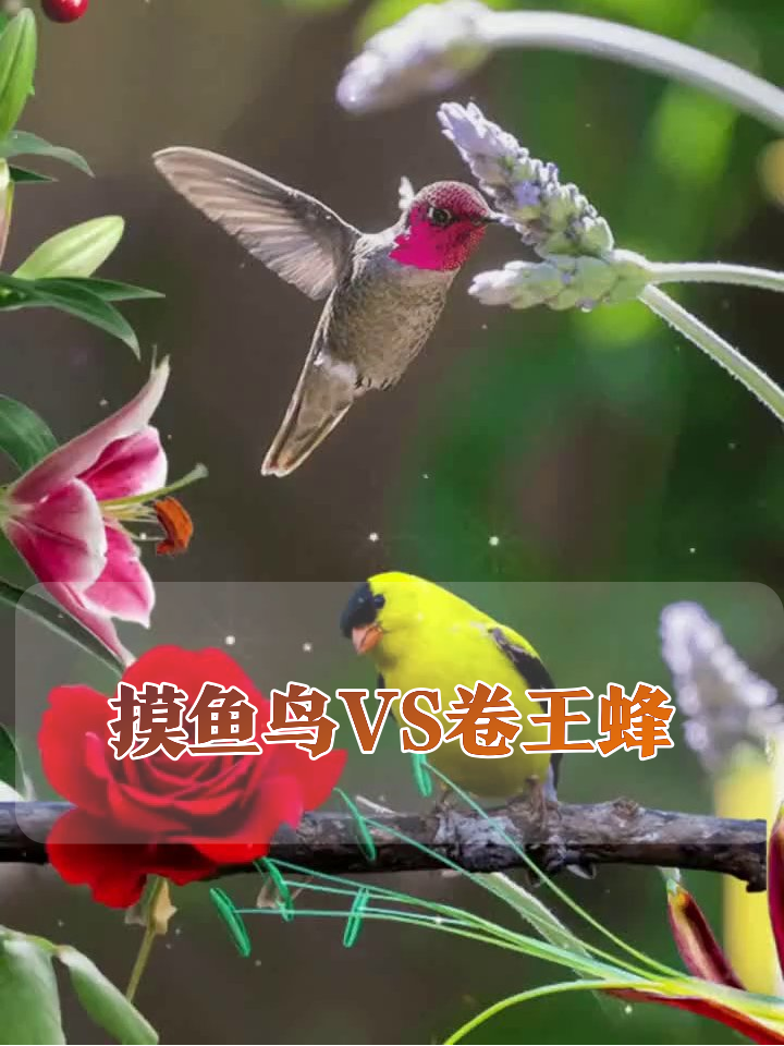 当摸鱼鸟遇到卷王蜂,红玫瑰:我才是C位!