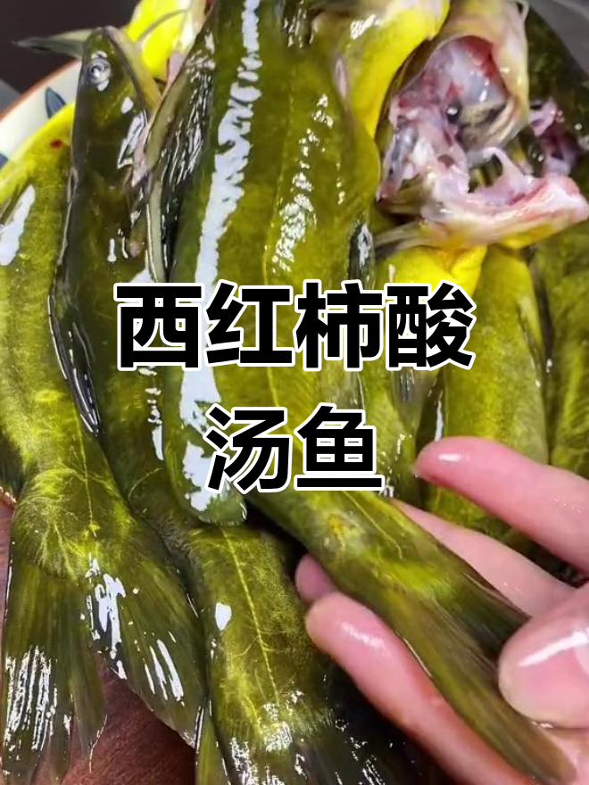 酸汤鱼火锅,西红柿发酵的独特风味
