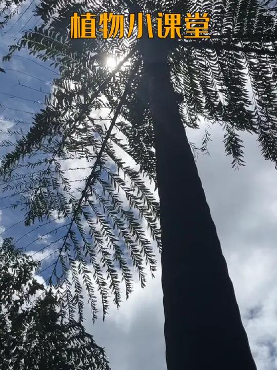 曼行小课堂:董棕“梧桐相待老” 道中华边疆行 曼行国道 大有学问