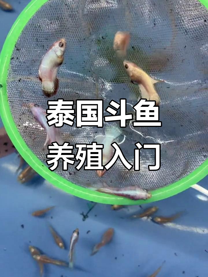 泰国斗鱼养殖技巧:从血红龙到绿荧光,全攻略