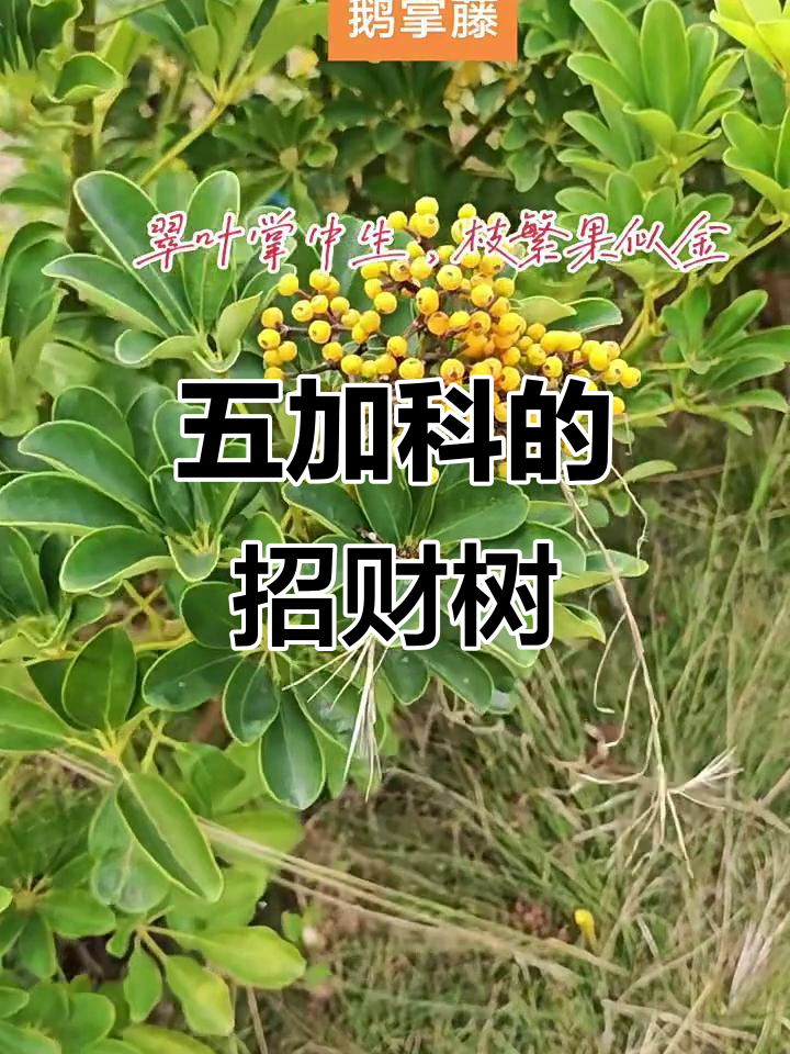 鹅掌藤,五加科植物,别名招财树