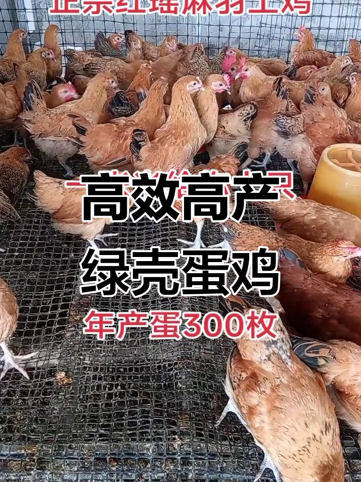 正宗绿壳蛋鸡，年产300枚，吃少长得快