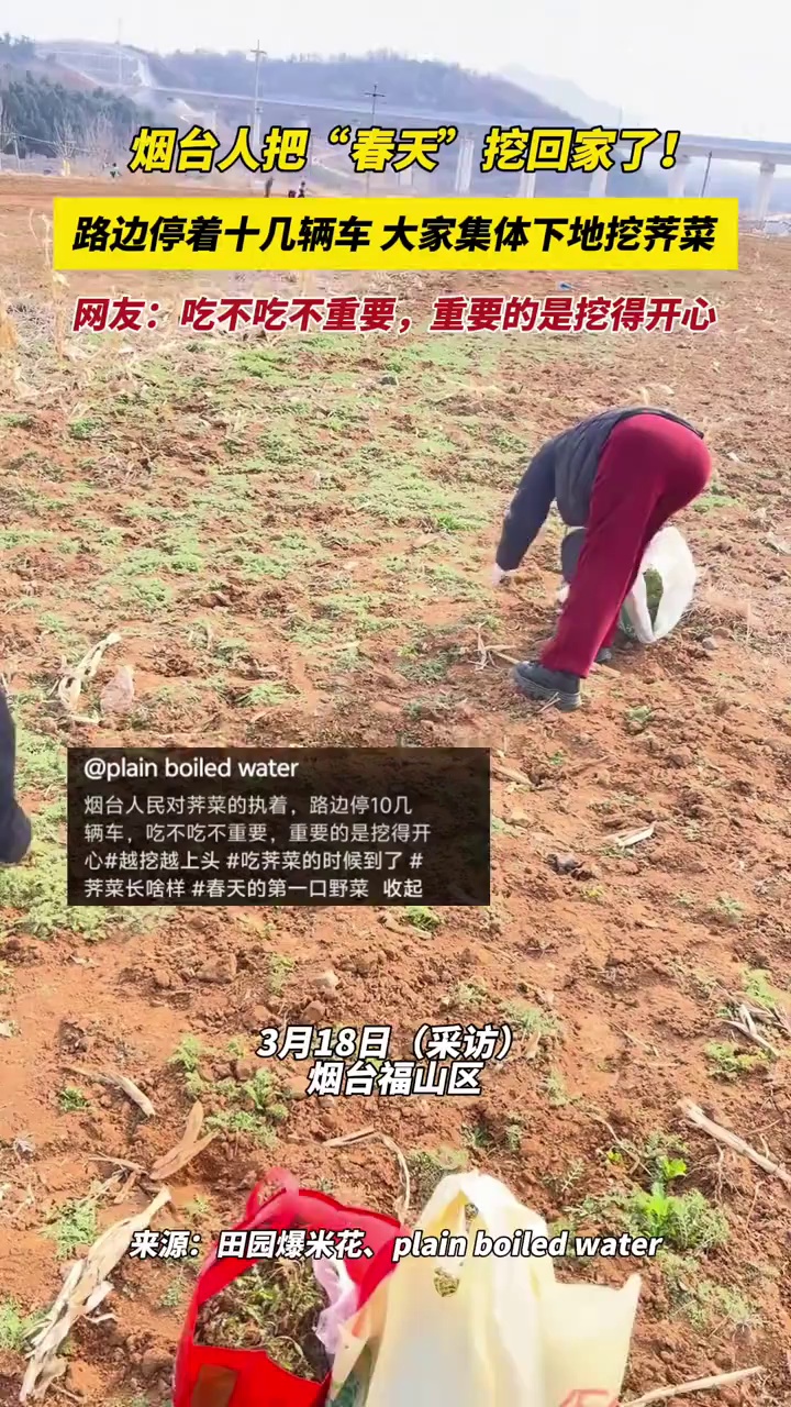 烟台人把“春天”挖回家了!路边停着十几辆车,大家集体下地挖荠菜,网友:吃不吃不重要,重要的