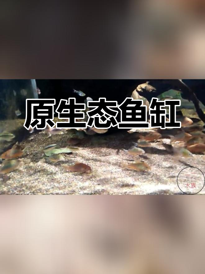 热带鱼缸中的可爱老鼠鱼,喜欢翻沙子