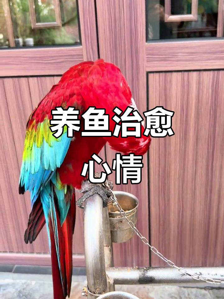 周末养鱼放松心情,流水声治愈心灵