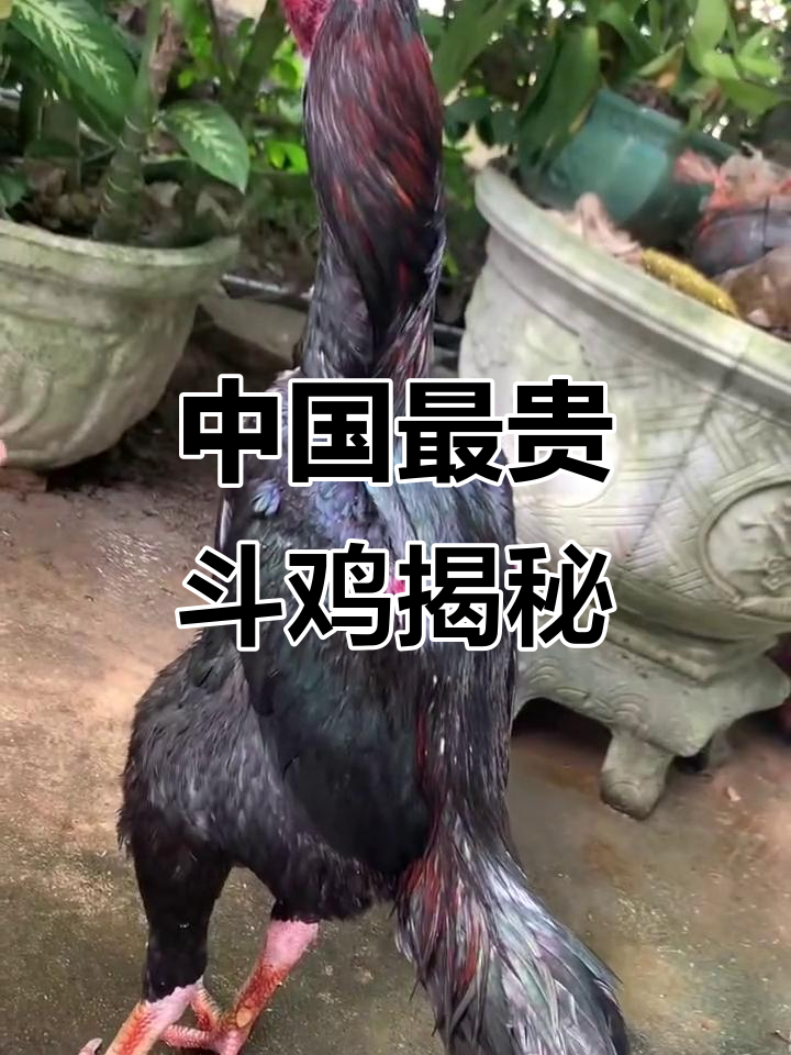 河南斗鸡为何能卖高价？竟是这种原因