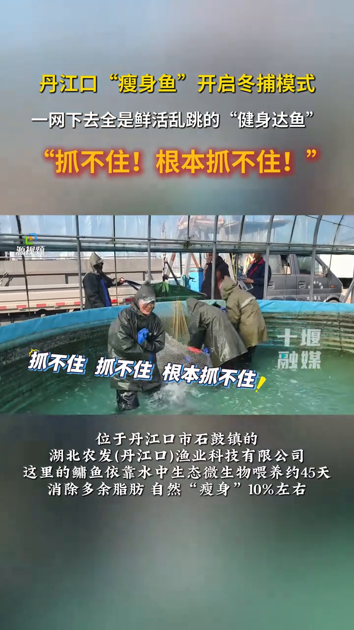 丹江口“瘦身鱼”开启冬捕模式！冬天就吃这一口鲜，订单发往全国