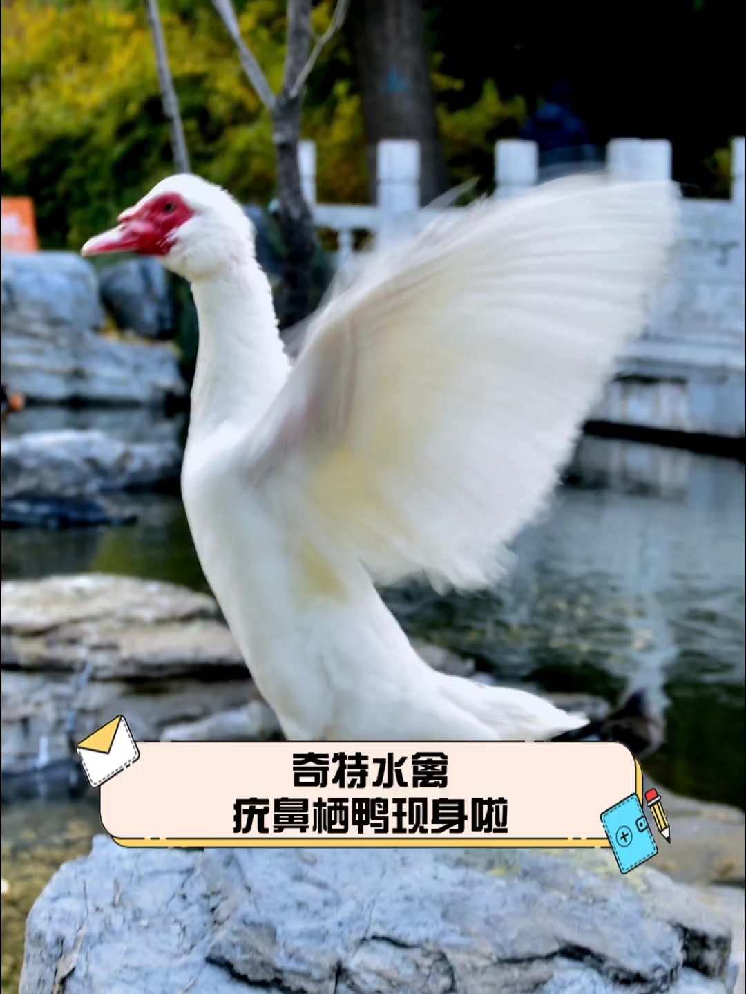 奇特水禽,疣鼻栖鸭现身啦