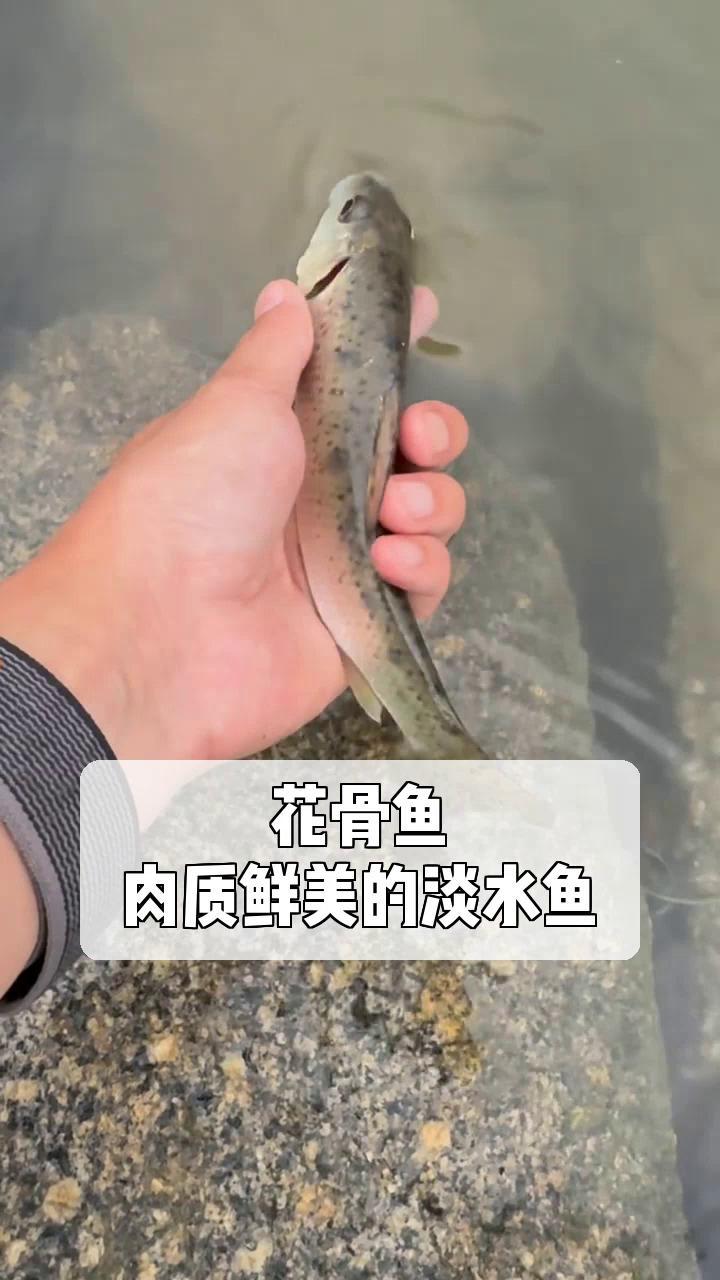 花骨鱼,肉质鲜美的淡水鱼