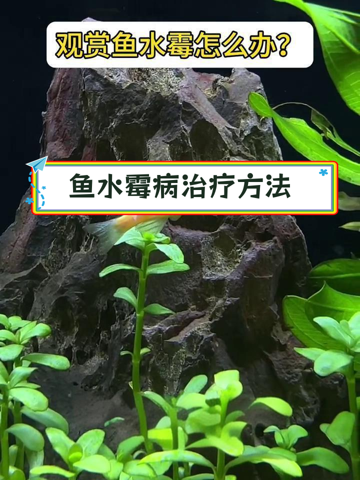 水霉病治疗全攻略:4步搞定