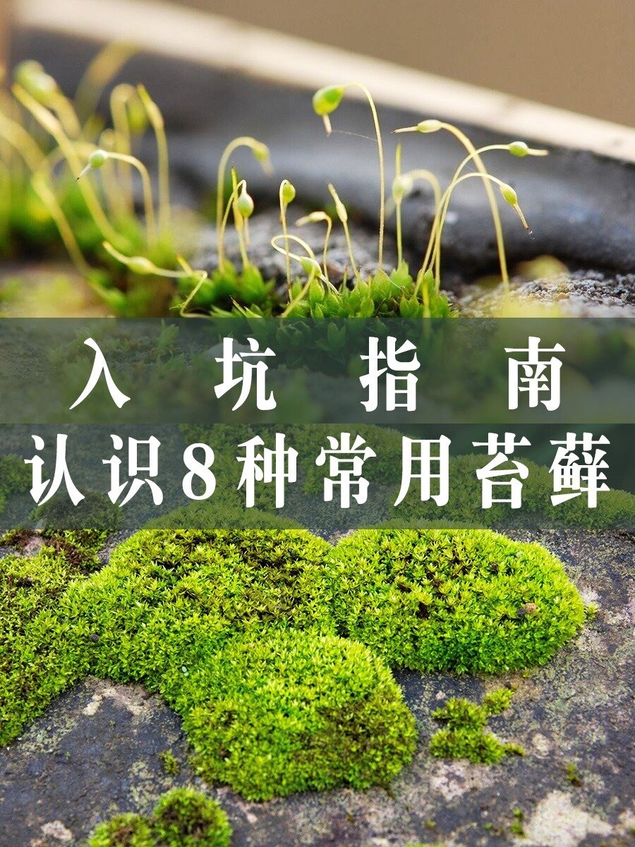 微景观入坑指南|带你认识8种常用苔藓植物