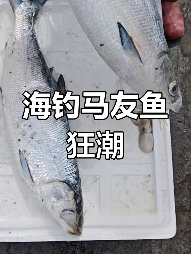 海钓大丰收!马友鱼一条接一条,超刺激矶钓体验