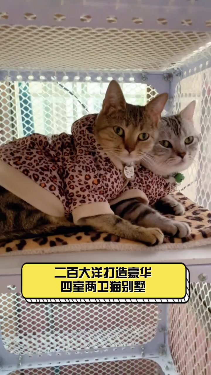 二百大洋打造豪华四室两卫猫别墅