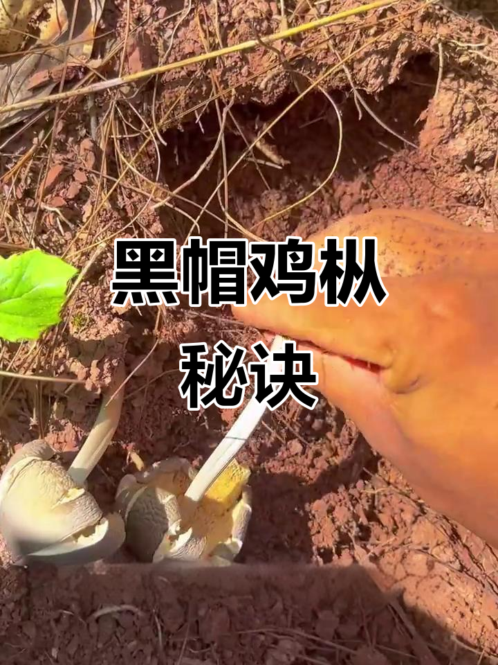 每次上山都能找到顶级黑帽鸡枞，经验是关键！