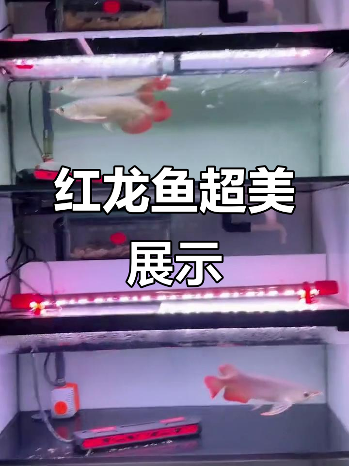 康龍红龙鱼与金龙鱼的完美搭配,超大鳍尾惊艳登场