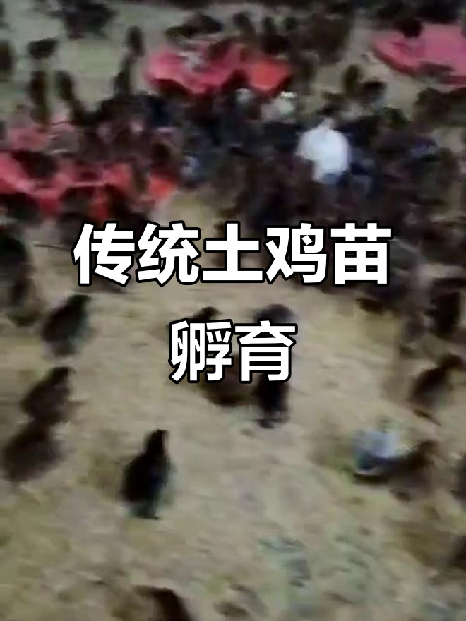 老品种土鸡苗孵化与养殖生活记录