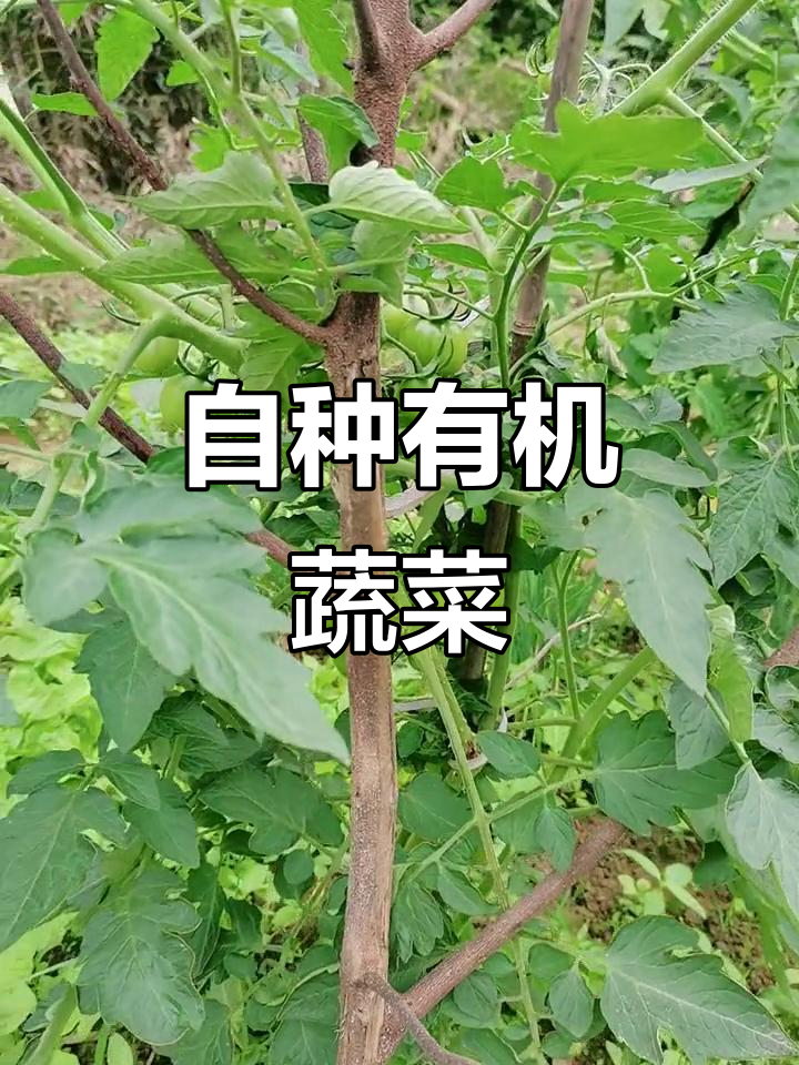 纯天然绿色蔬菜,无公害种植技巧大揭秘