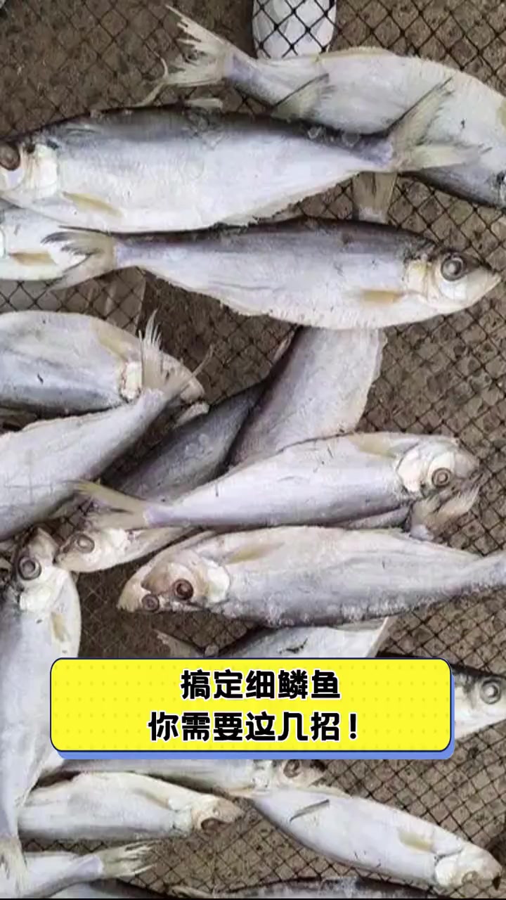 搞定细鳞鱼,你需要这几招!