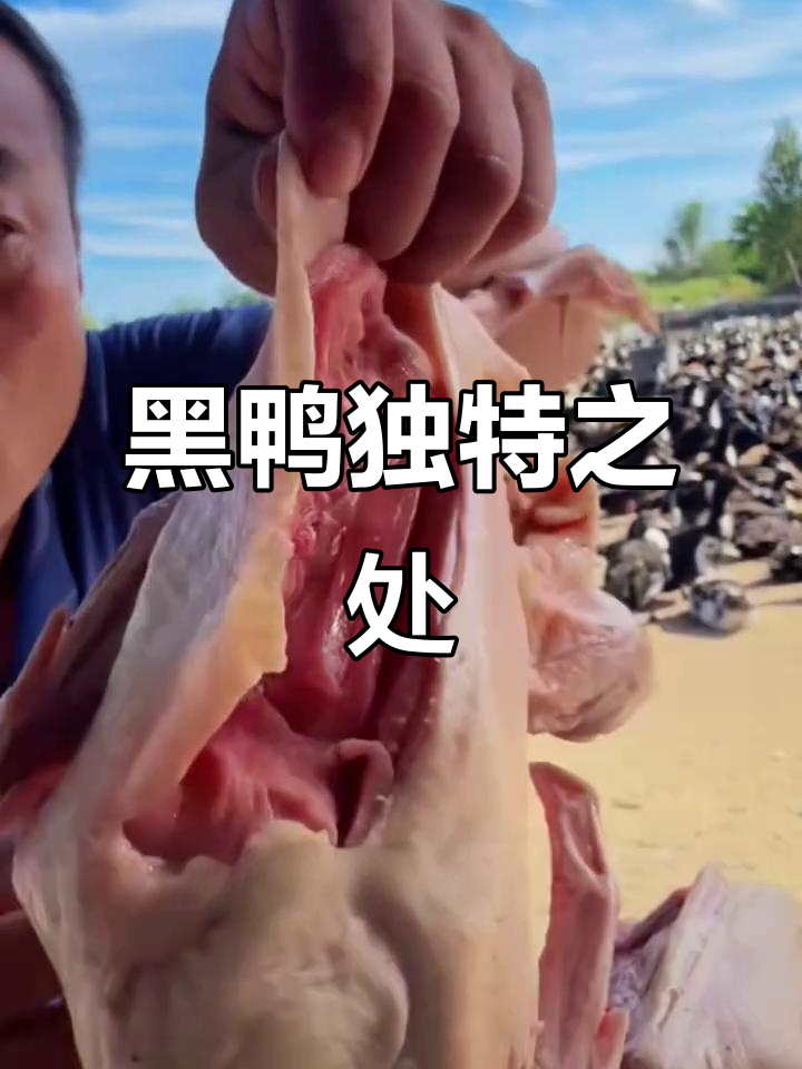 文登黑鸭因常运动,皮薄肉嫩,与普通鸭子大相径庭