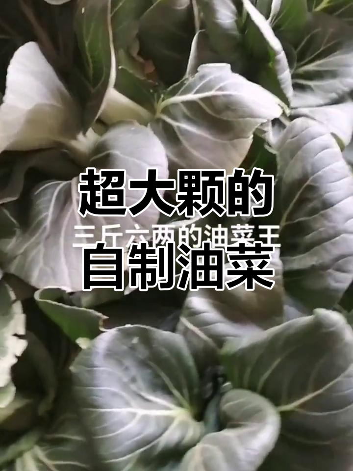 自己种的油菜竟然这么大,三斤重一颗!