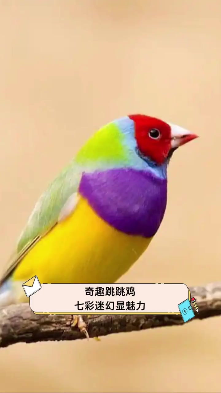 奇趣跳跳鸡,七彩迷幻显魅力