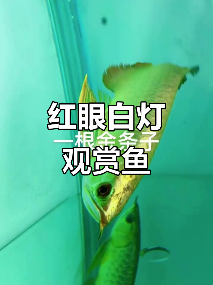 超级激动的红眼白灯观赏鱼,眼睛像血一样鲜亮