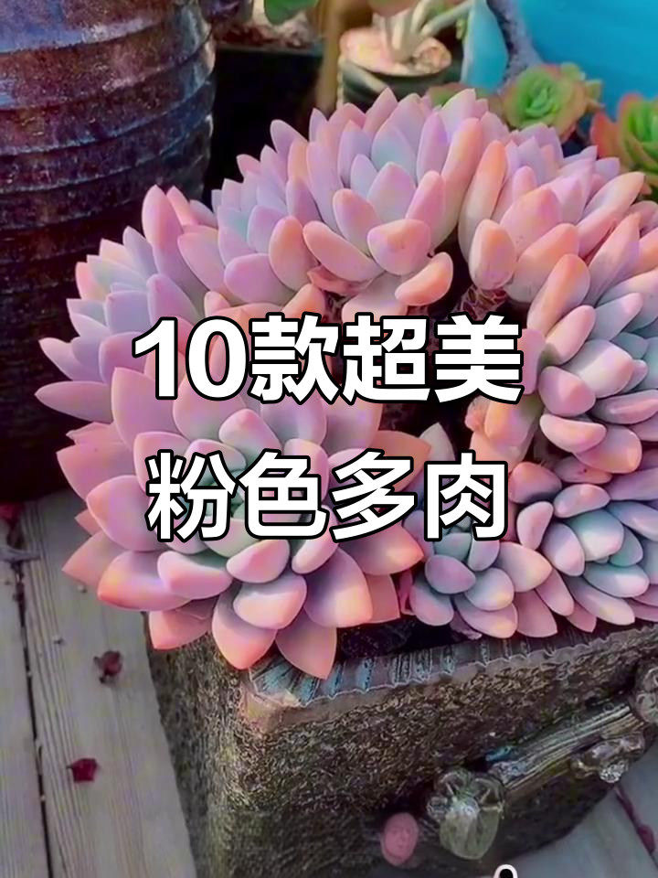十种粉色系多肉植物，美丽又可爱