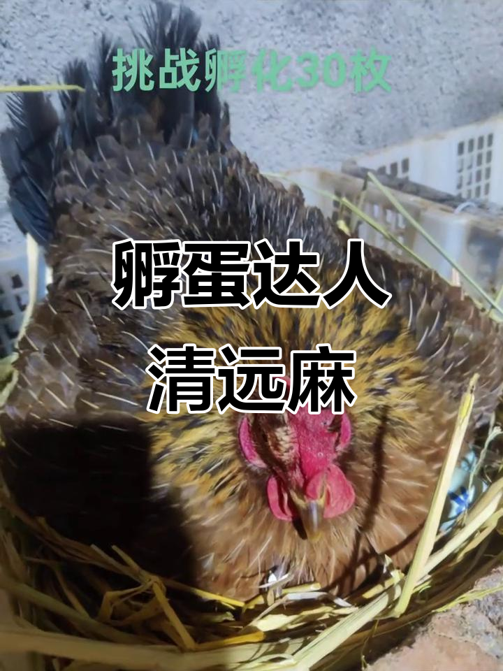清远麻母鸡挑战孵化30枚,温顺又高效
