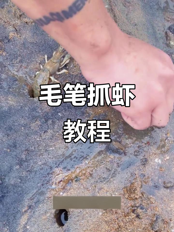 用毛笔抓泸沽虾,赶海新技巧大揭秘!